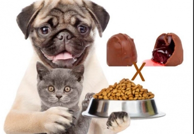 Páscoa: chocolate é um veneno para os animais. Cuidado!