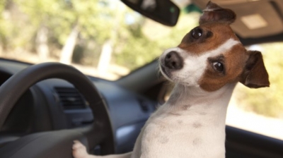 Saiba como transportar seu animal de estimação com segurança dentro do carro