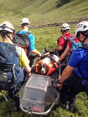 Cão sobrevive de queda de penhasco de 200 metros