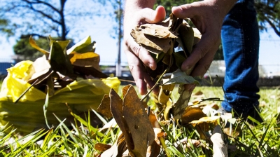 Leishmaniose: coleta de materiais orgânicos recomeça na segunda