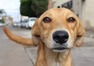 Cãozinho salva criança que foi esquecida dentro de uma van escolar