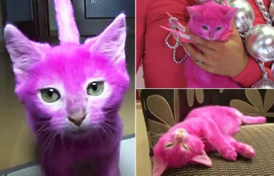 Gata morre após ser pintada de cor-de-rosa pela dona