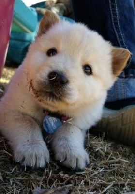 Cãozinho fofo que parece urso polar faz sucesso 