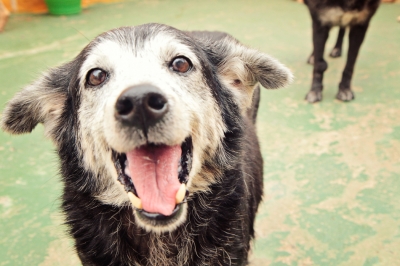 Bingo solidário em prol dos animais acontece neste sábado