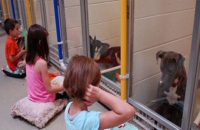 Crianças leem histórias para confortar cães de abrigo