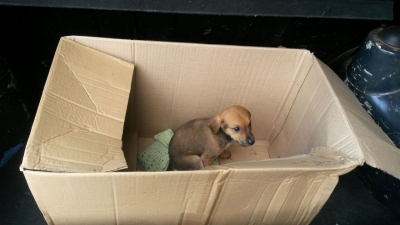 Cachorro trancado em porta-malas de carro é resgatado