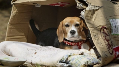 Justiça determina castração de animais abandonados em Marília