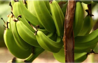 Banana verde faz bem para intestino e emagrece