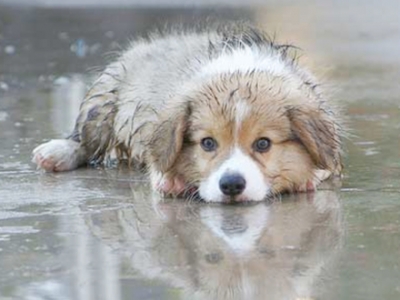 Dias de chuva devem gerar cuidados redobrados com o seu pet