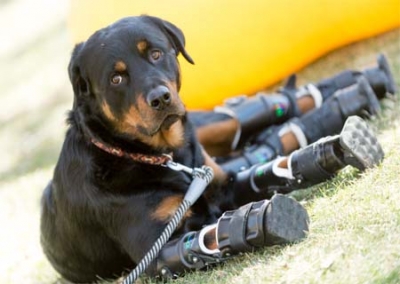 Cão amputado ganha 4 próteses e volta a andar