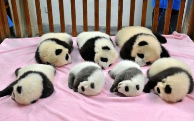 Creche salva bebês-panda da extinção