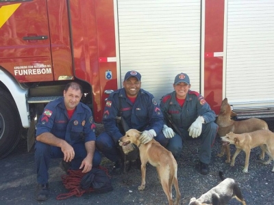 Bombeiros resgatam sete cachorros em buracão