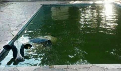 Vaca cai dentro de piscina na zona rural