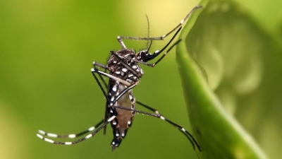 Carnaval é "coquetel explosivo" para espalhar zika