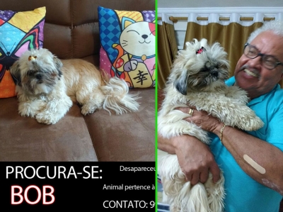 Final feliz: internauta do Visão Notícias encontra cãozinho desaparecido que volta à família