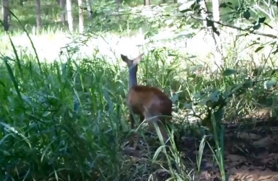 Veado é resgatado em área urbana é liberado em habitat natural