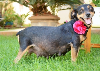 Cachorrinha ganha um lindo ‘book de grávida’ pra humano nenhum botar defeito