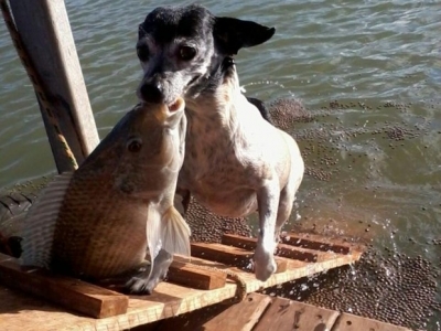 Cadela pesca em lago de fazenda e vira atração