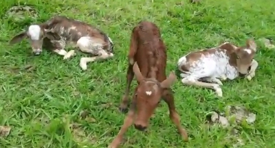 Vaca dá à luz três filhotes de uma vez em Marília