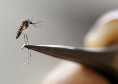 Vacina experimental contra zika será testada em humanos