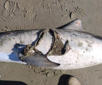 Boto é encontrado morto com calcinha presa às nadadeiras em praia