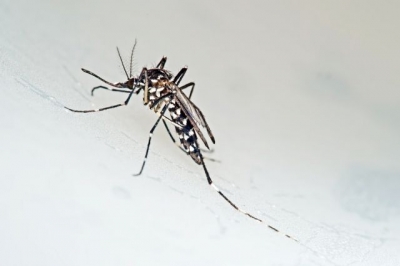 Proximidade do verão exige ainda mais atenção no combate ao Aedes aegypti