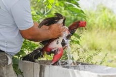 Policia Militar Ambiental        fecha rinha de galo 