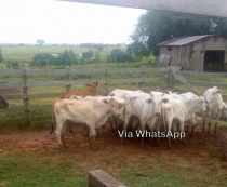 Polícia apreende gado:                              Suspeita de furto