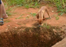 CÃO SALVA CRIANÇA               que caiu em buraco