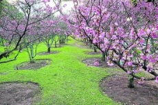 Florada das cerejeiras                   atrai visitantes em Garça