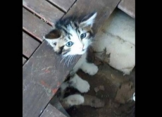 Gatinho fica entalado em mesa e é socorrido