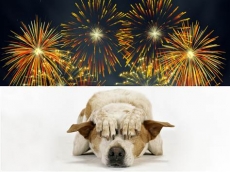 Fogos de Artifício e cachorros 