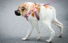 Cachorra sem pescoço chama      atenção em festival